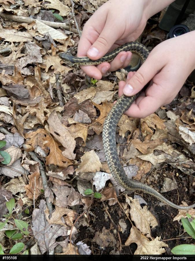 Eastern Gartersnake