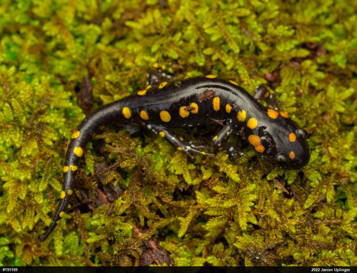 Spotted Salamander