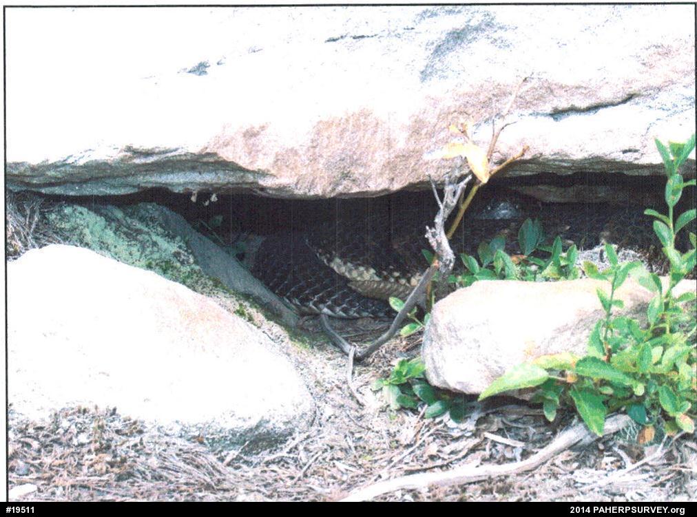Timber Rattlesnake