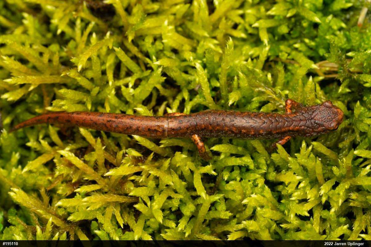 Four-toed Salamander