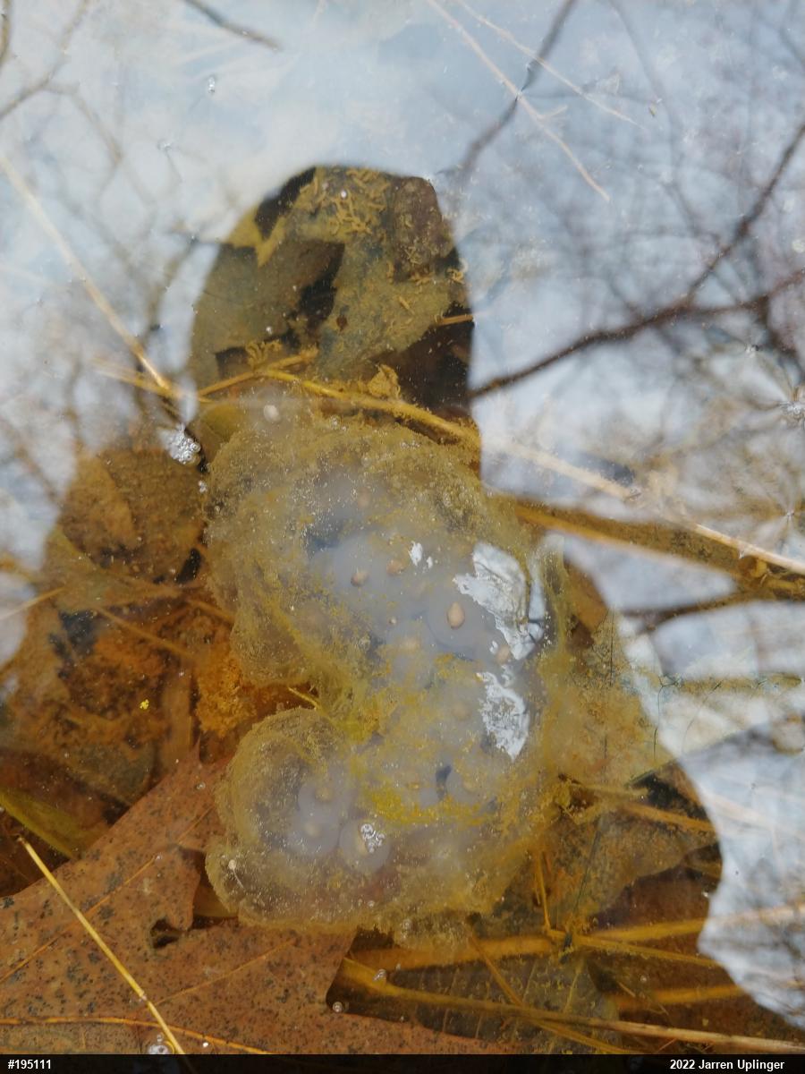 Spotted Salamander