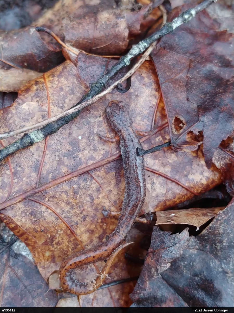 Four-toed Salamander