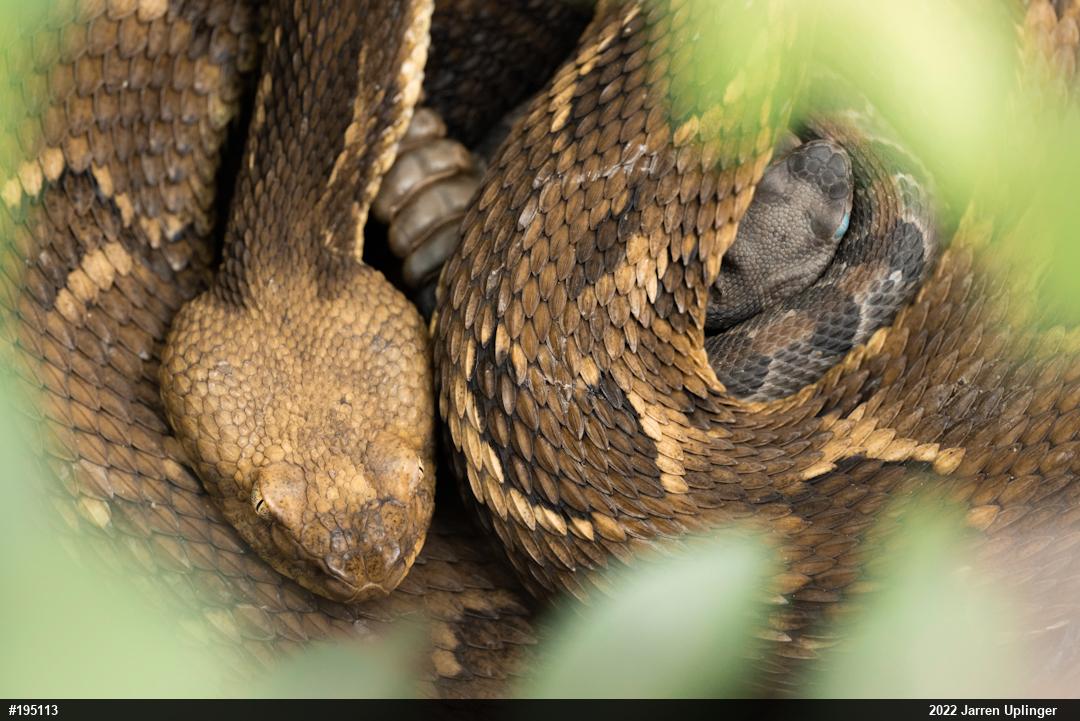 Timber Rattlesnake