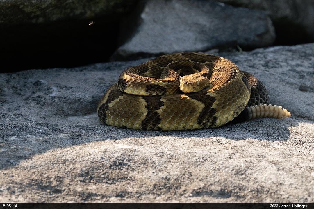 Timber Rattlesnake