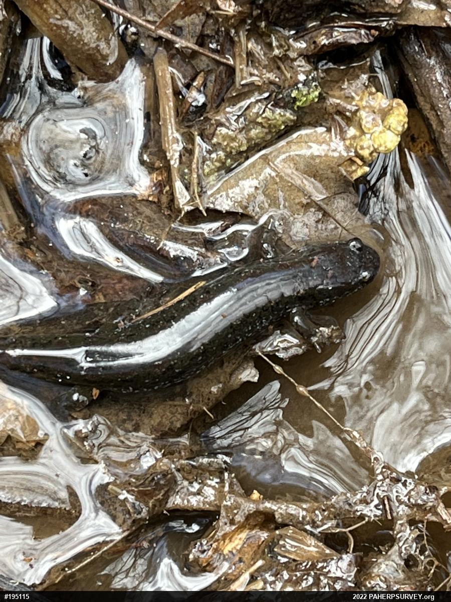 Northern Dusky Salamander