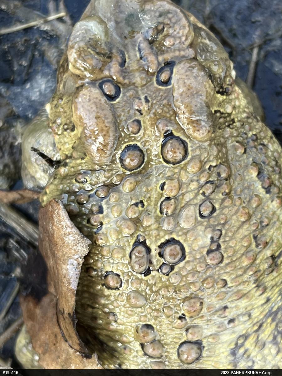 Eastern American Toad