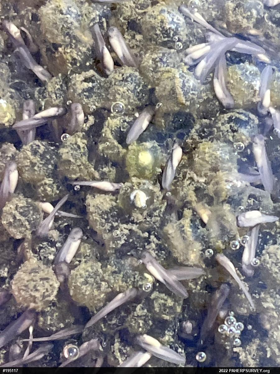Wood Frog