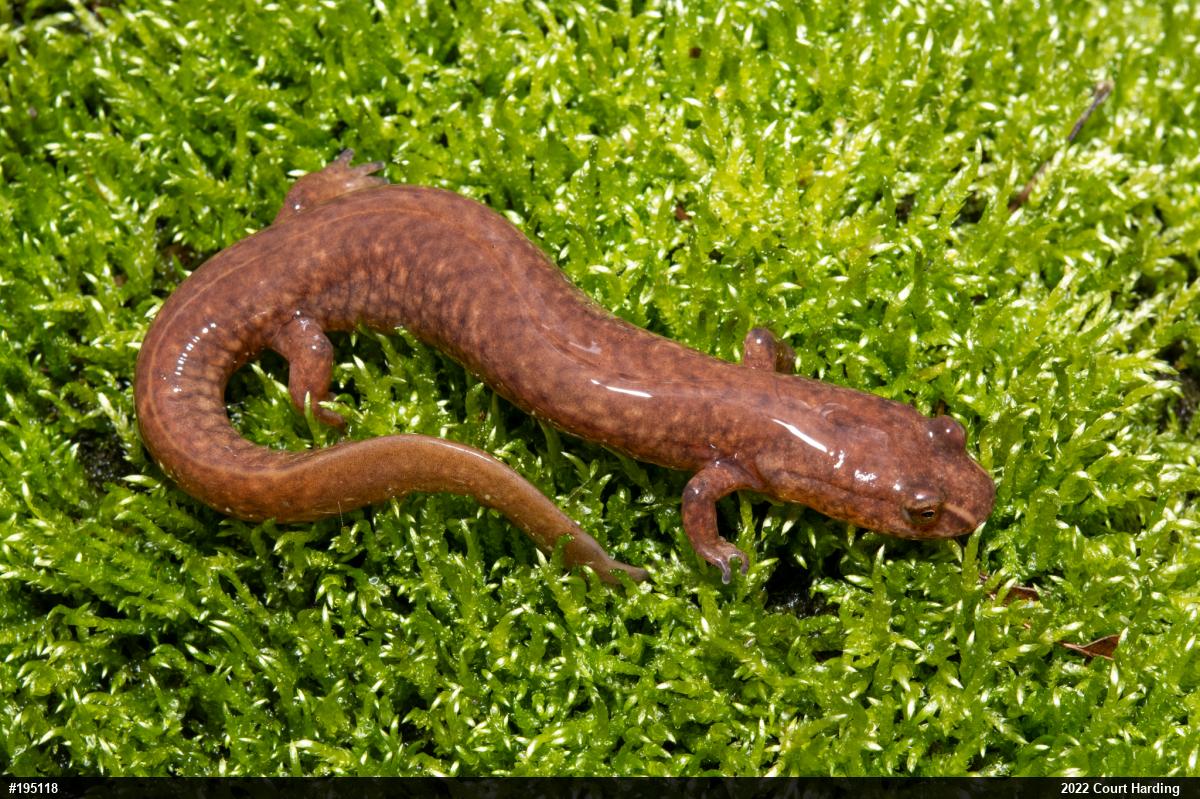 Northern Spring Salamander