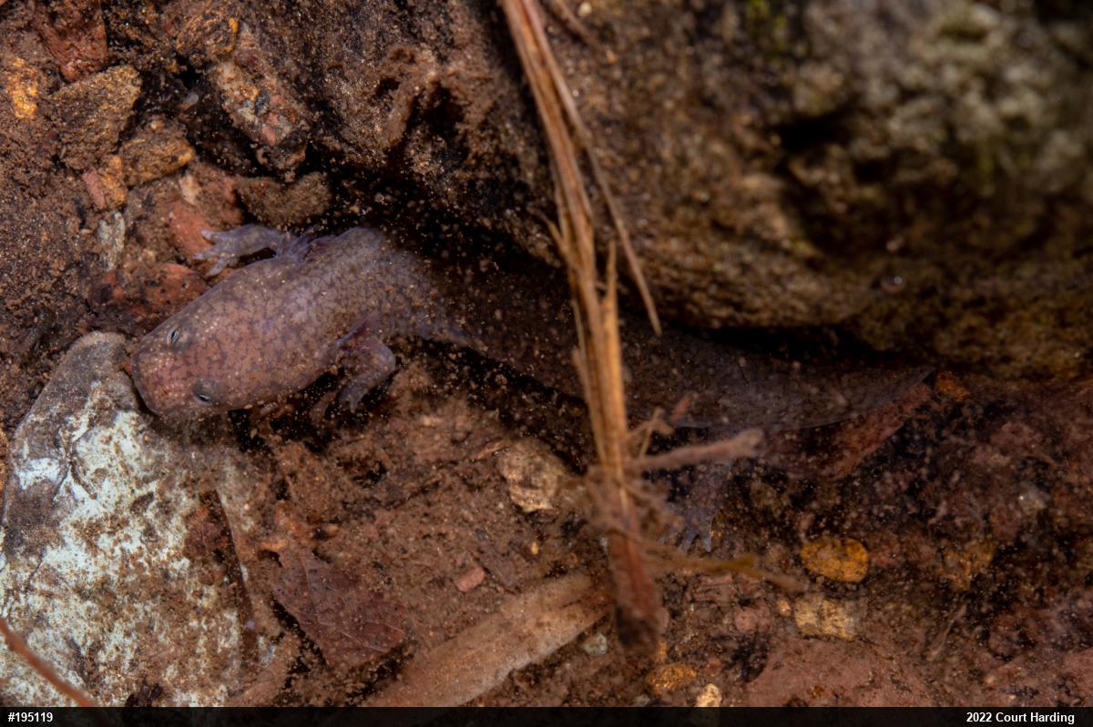Northern Spring Salamander