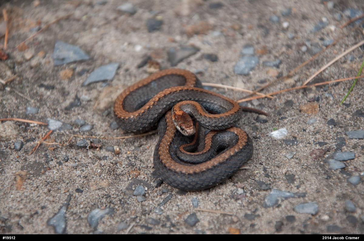 Red-bellied Snake