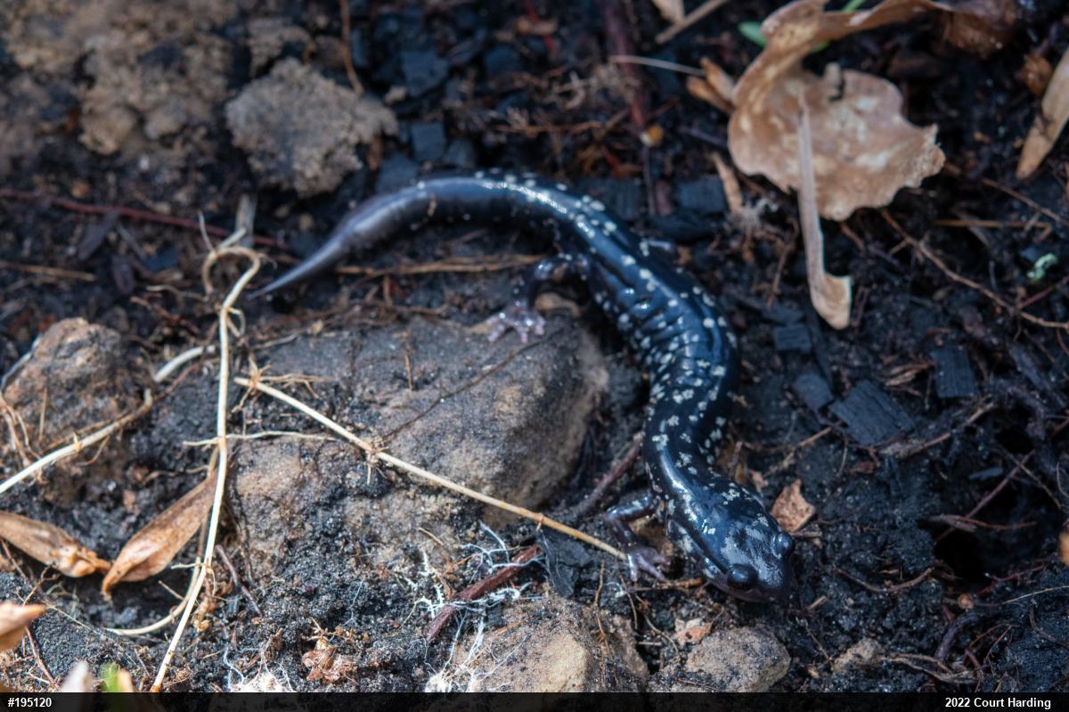 Northern Slimy Salamander