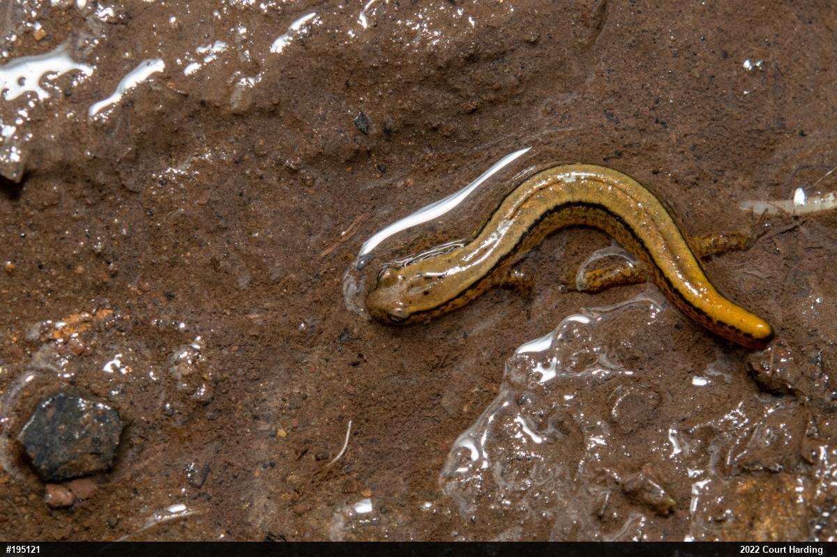 Northern Two-lined Salamander
