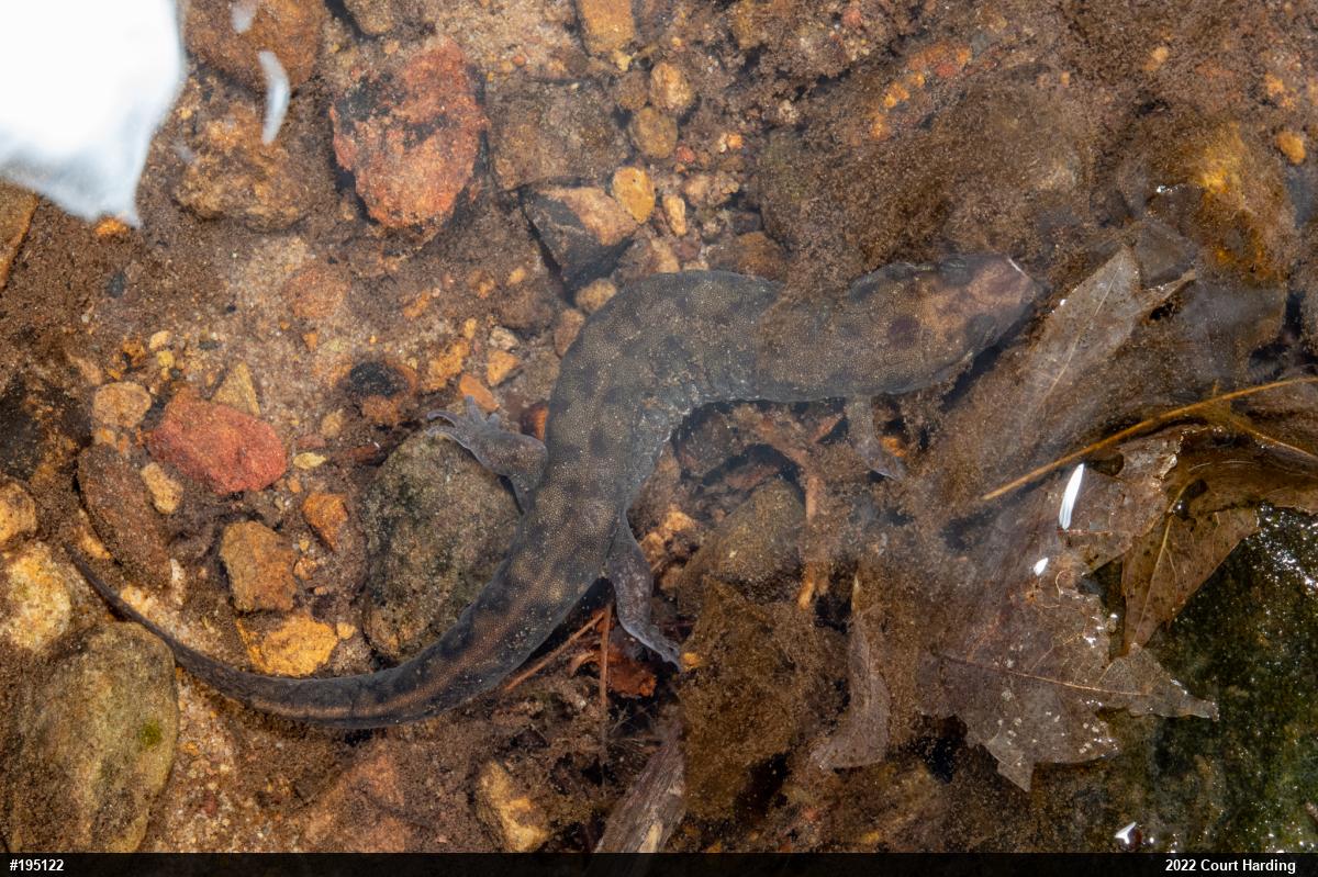 Seal Salamander