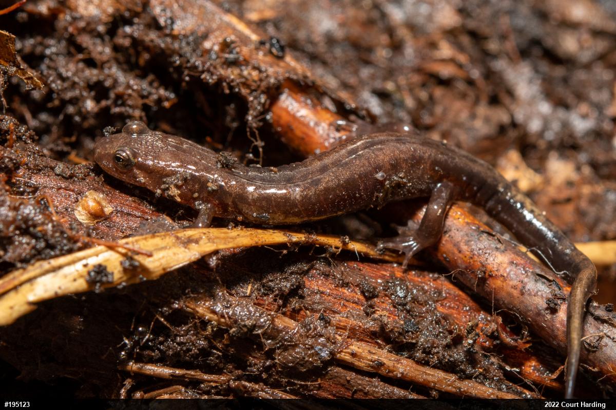 Allegheny Mountain Dusky Salamander