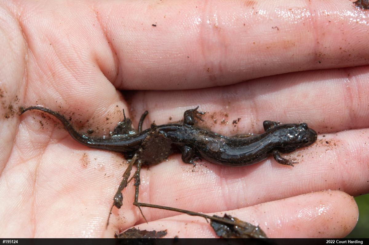 Dusky Salamanders