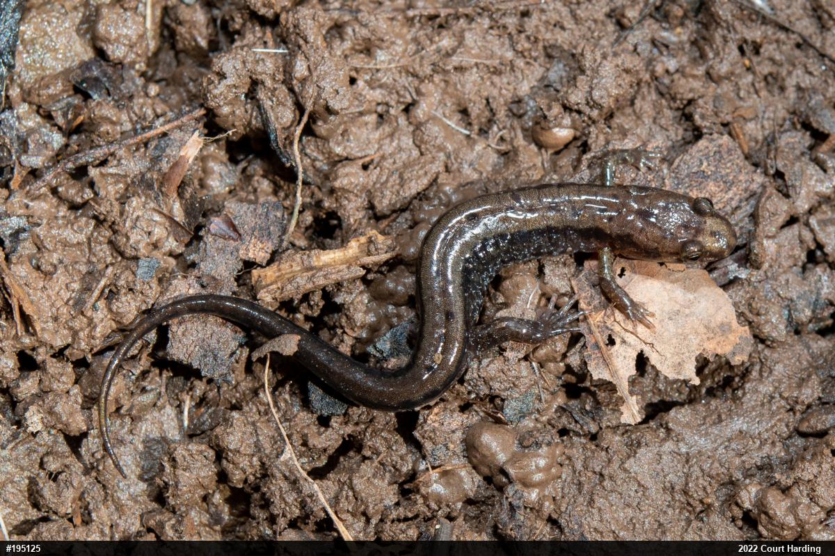 Allegheny Mountain Dusky Salamander