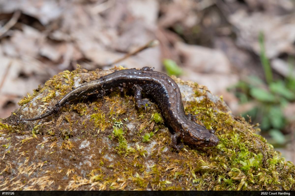Allegheny Mountain Dusky Salamander