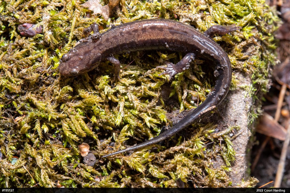 Allegheny Mountain Dusky Salamander