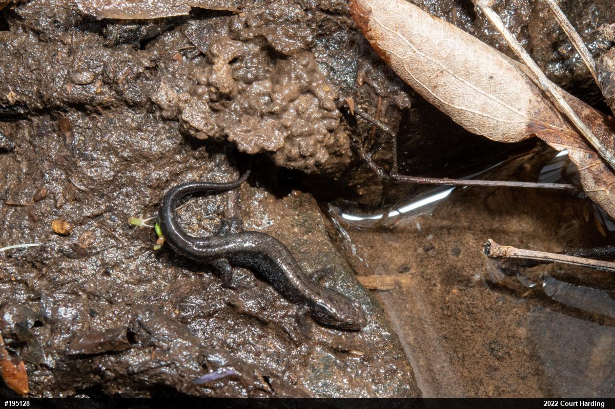 Allegheny Mountain Dusky Salamander