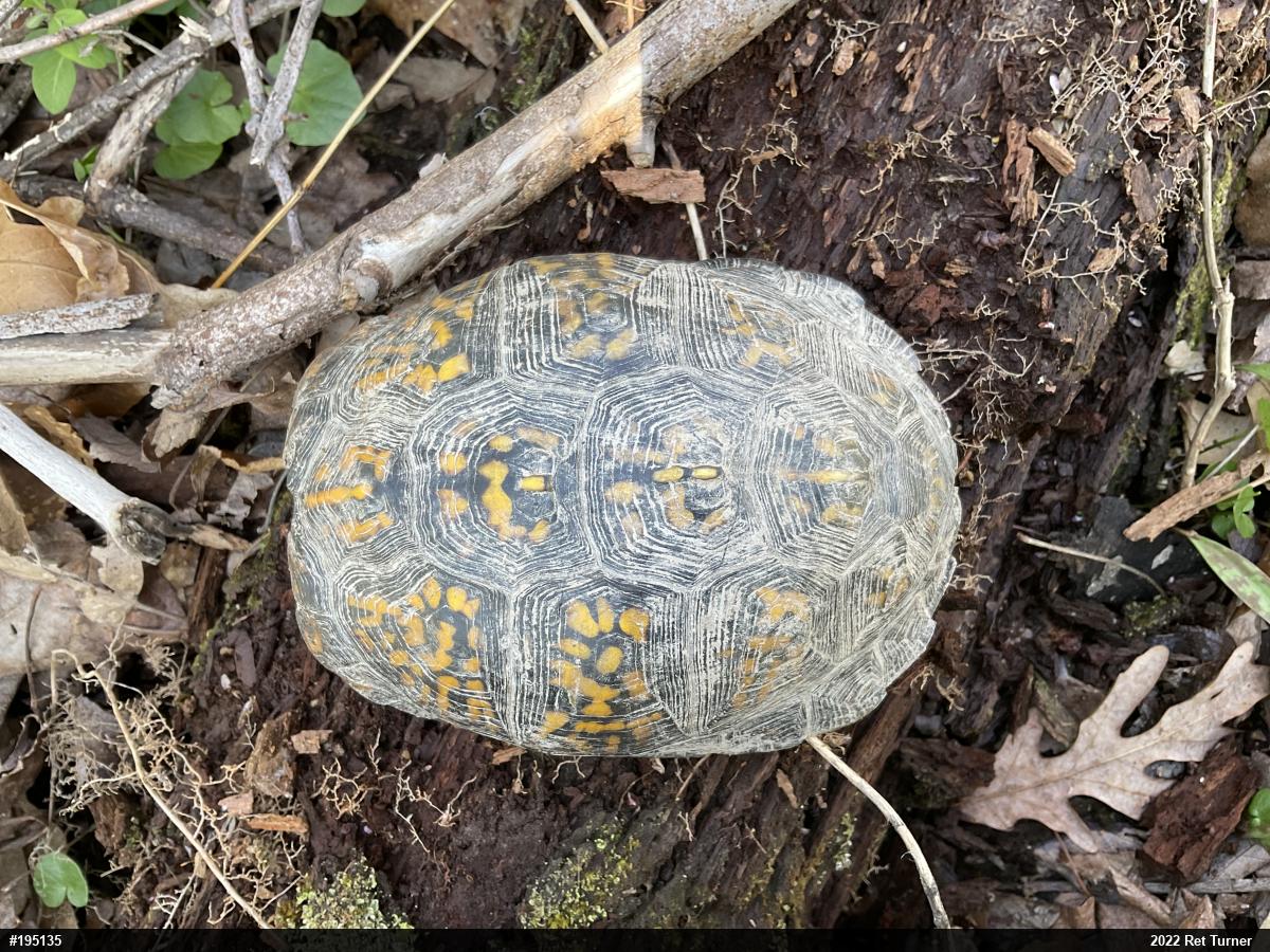 Eastern Box Turtle