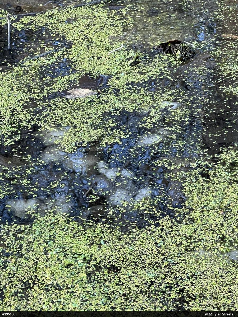 Spotted Salamander
