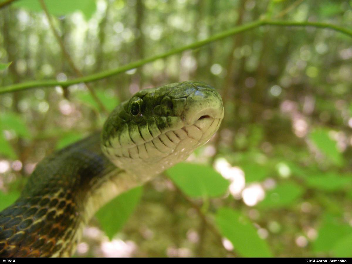 Eastern Ratsnake
