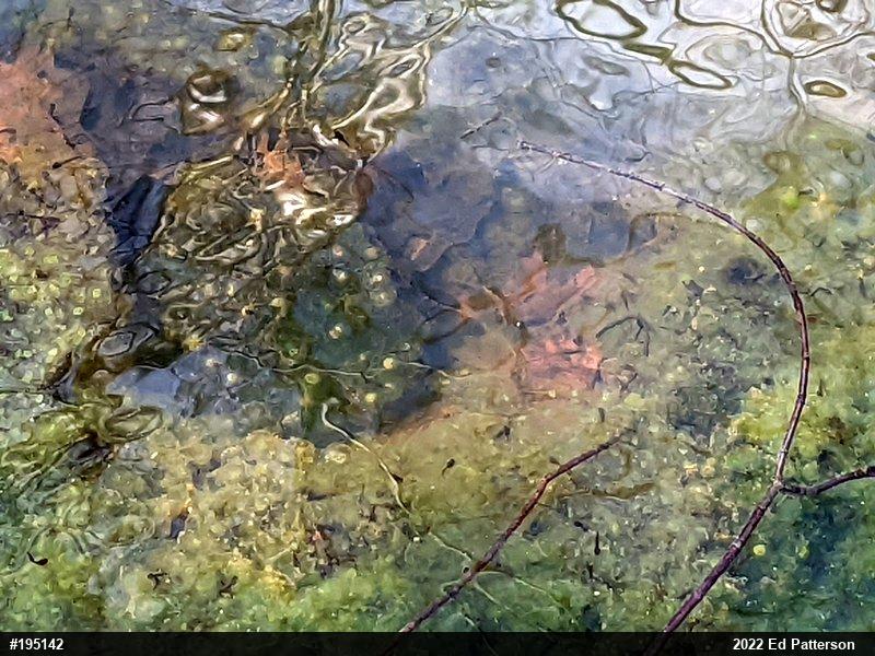 Wood Frog