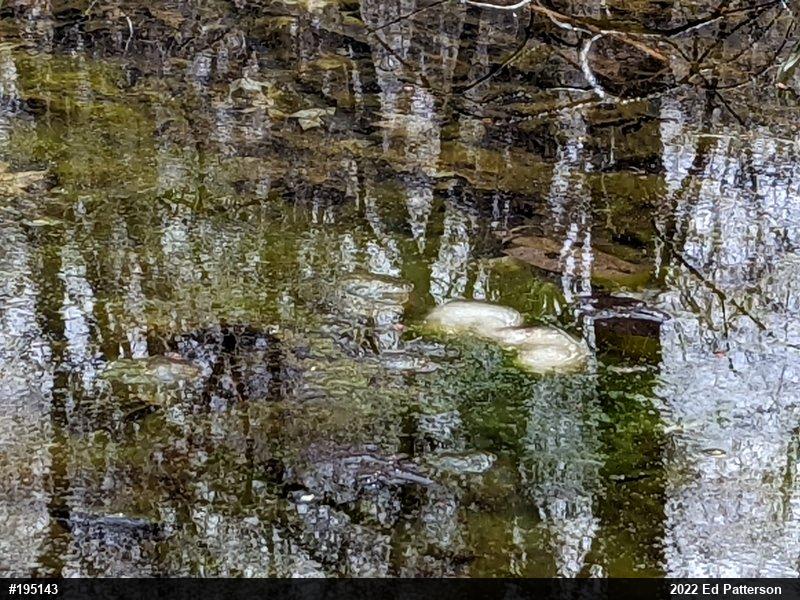 Spotted Salamander