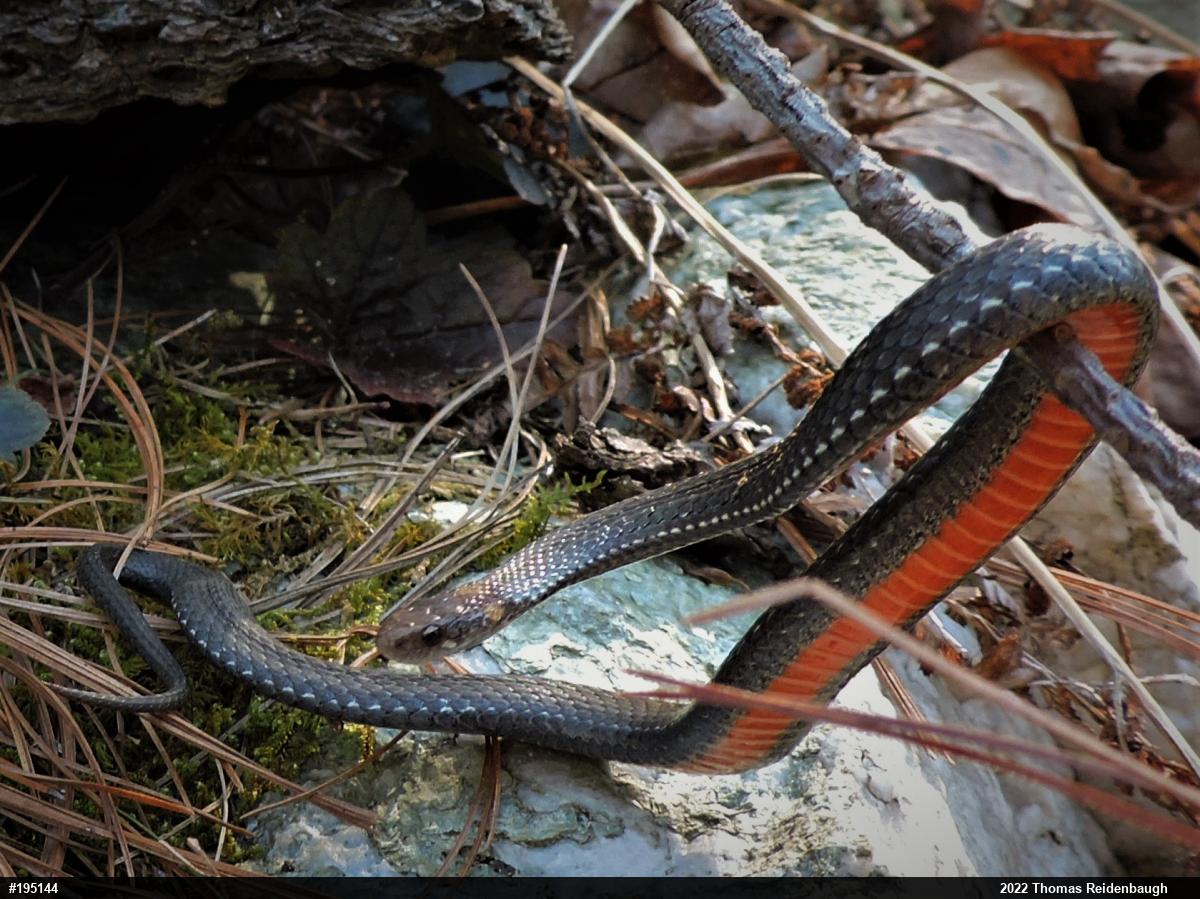 Red-bellied Snake