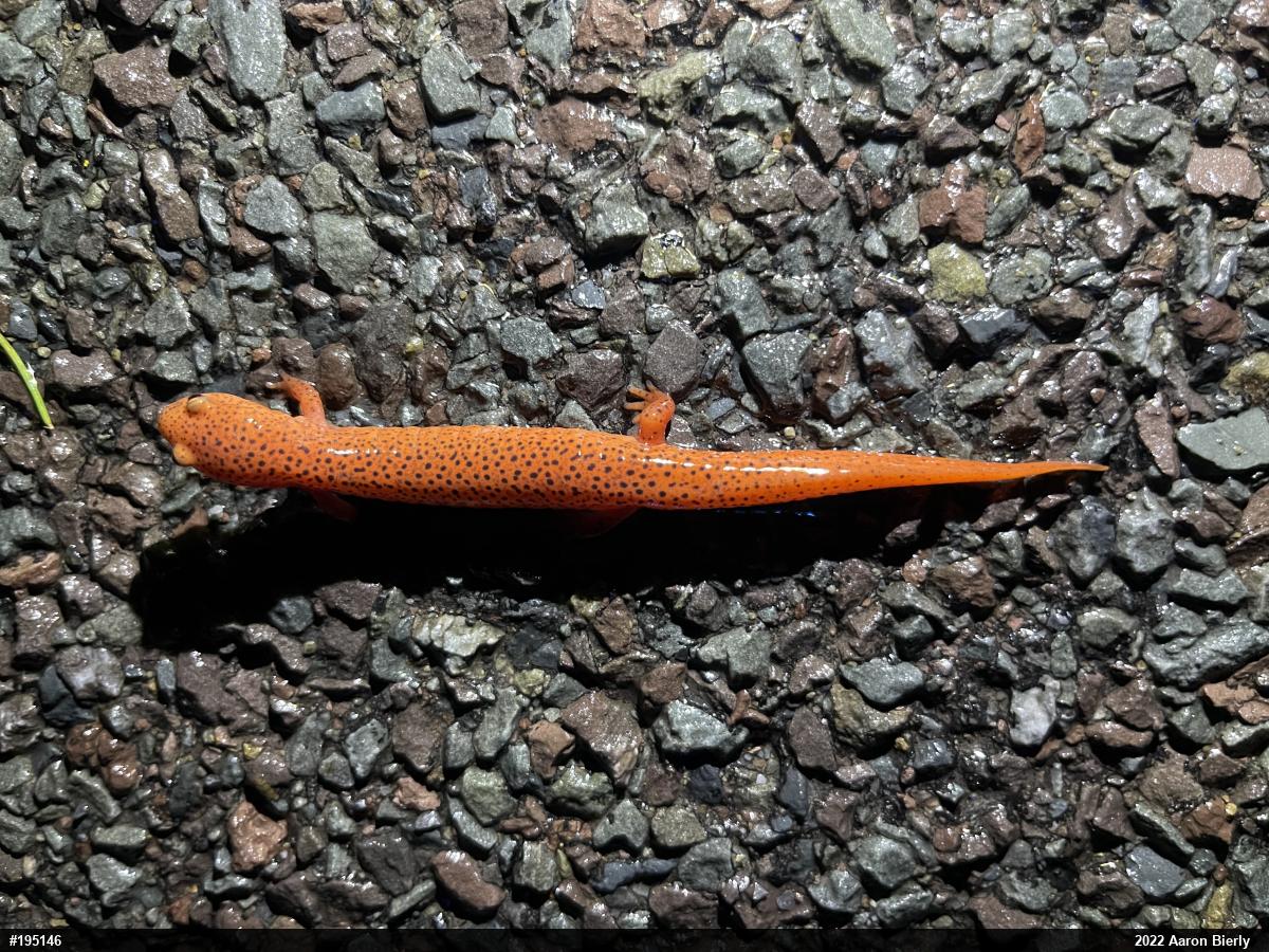 Northern Red Salamander