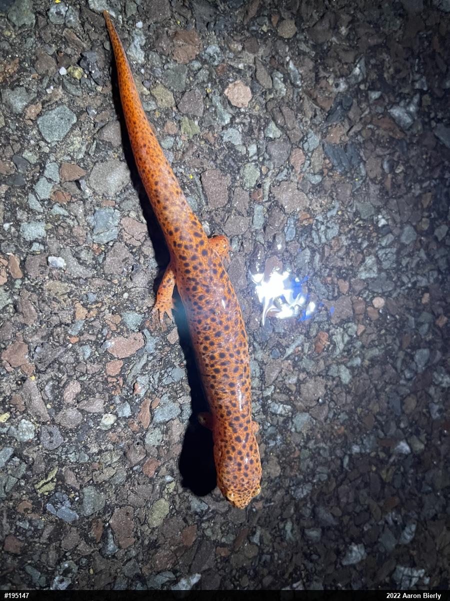 Northern Red Salamander