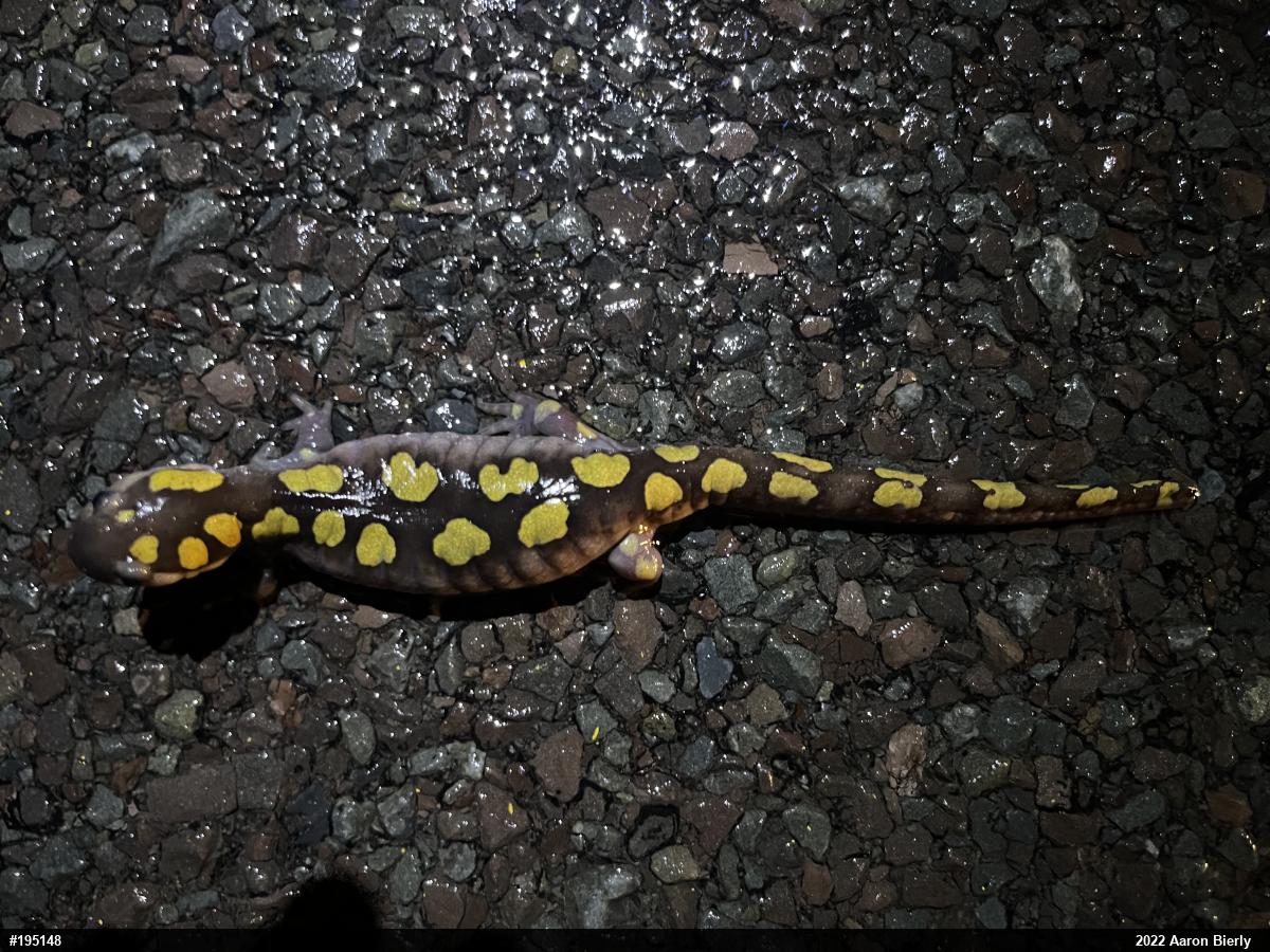 Spotted Salamander