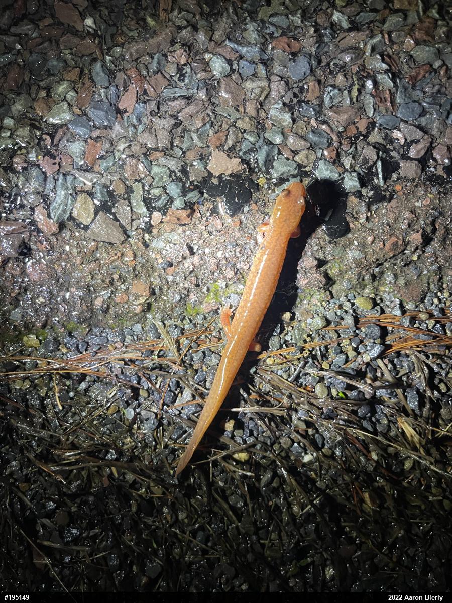 Northern Spring Salamander