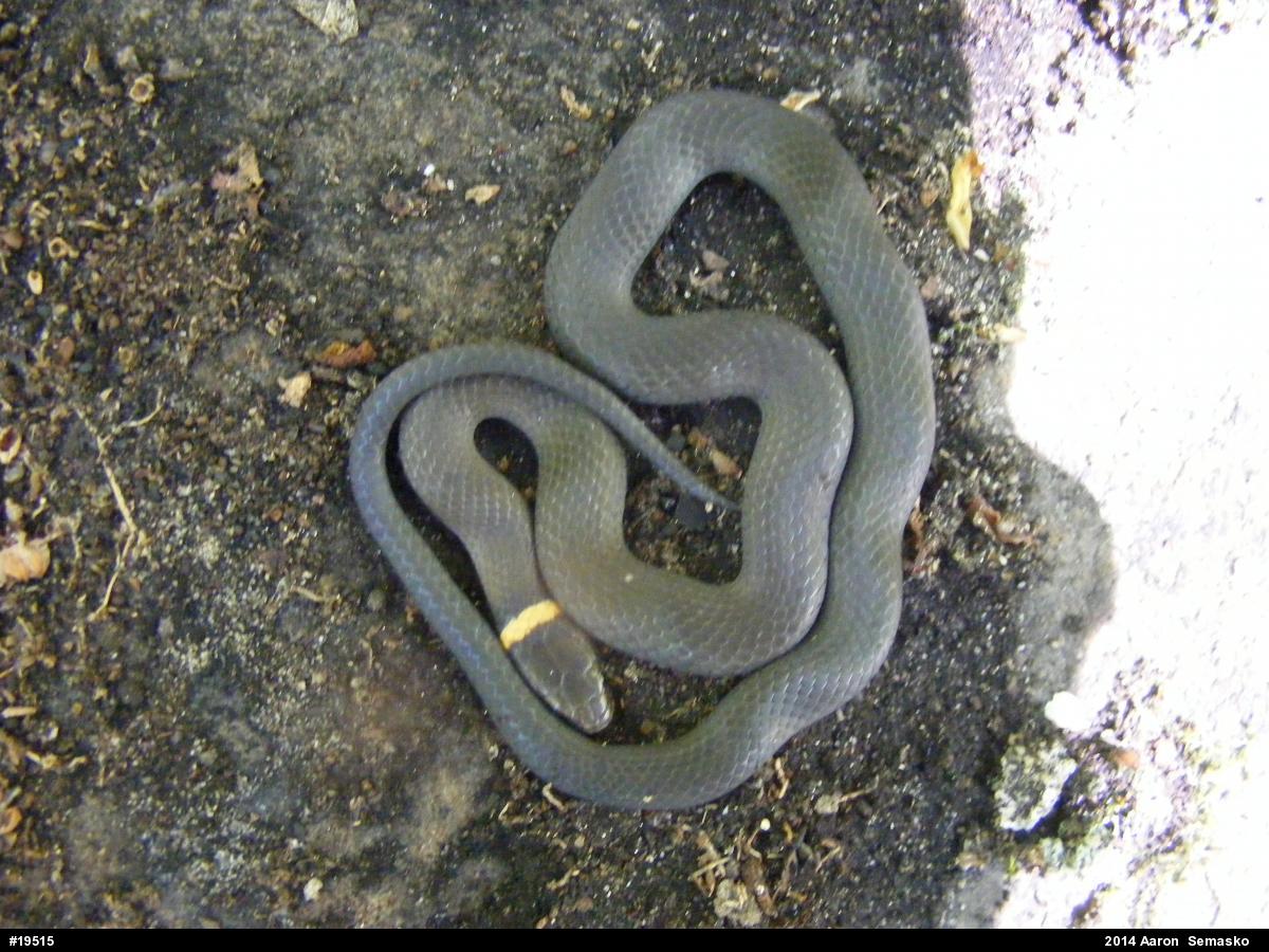 Northern Ring-necked Snake