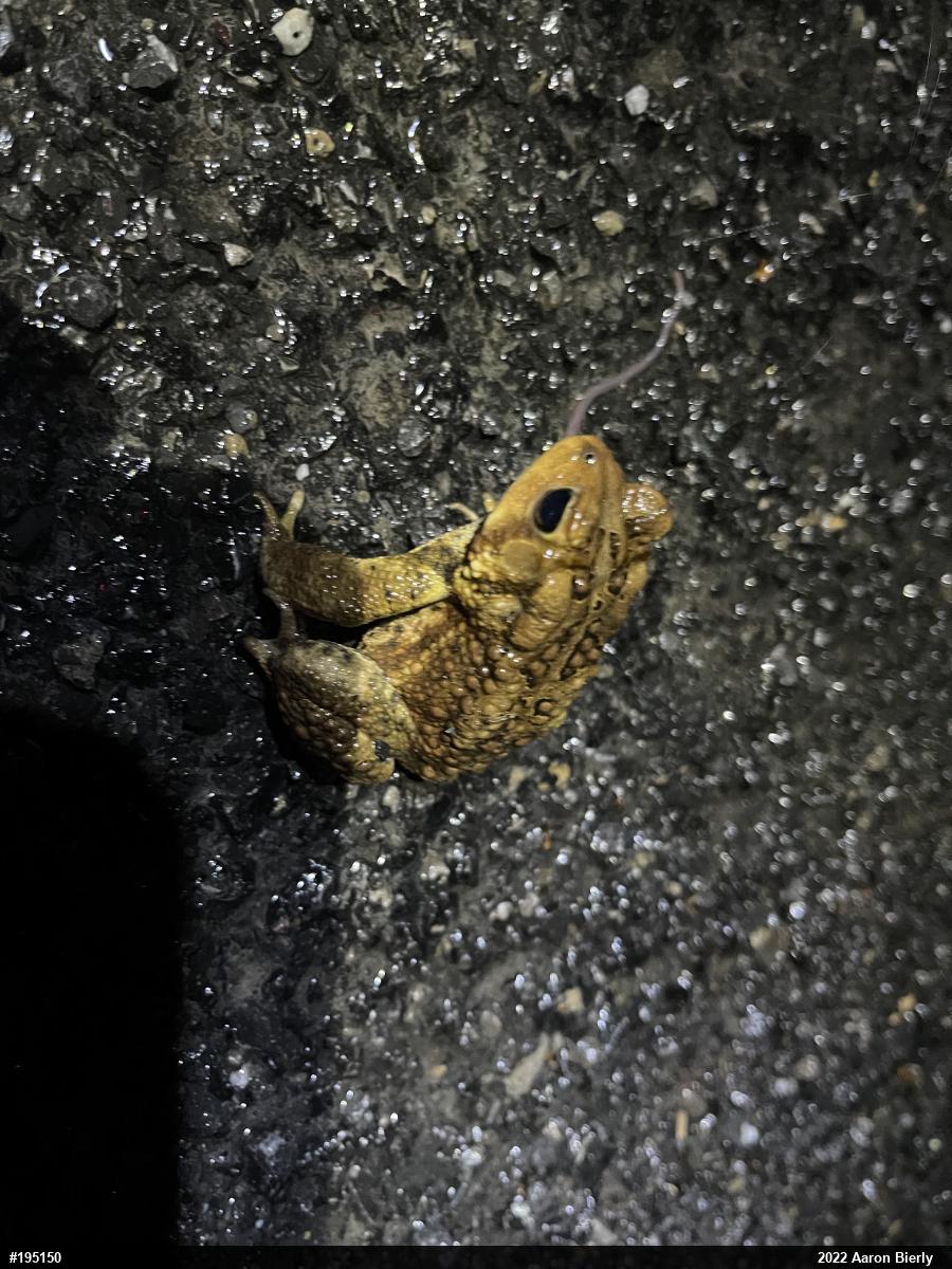 Eastern American Toad