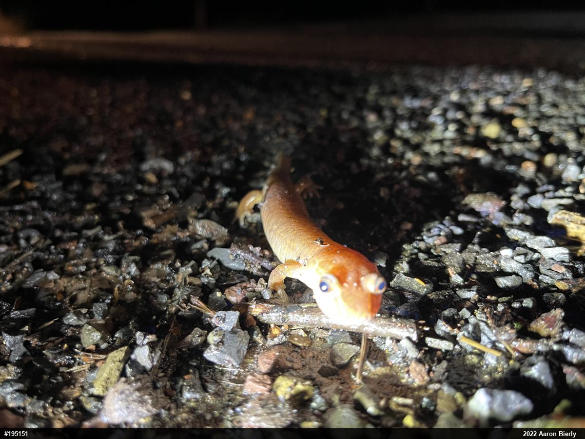Northern Spring Salamander