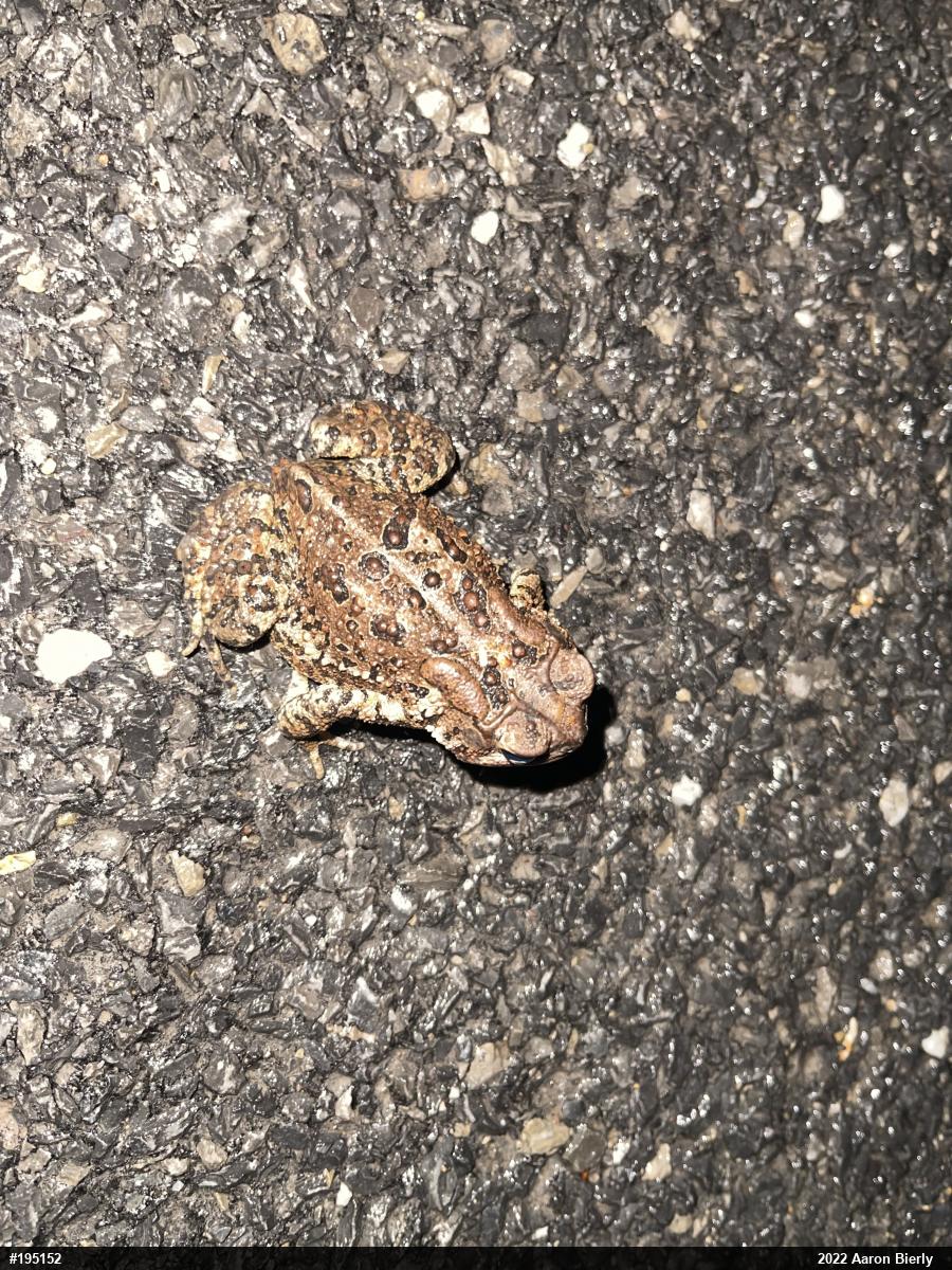 Eastern American Toad