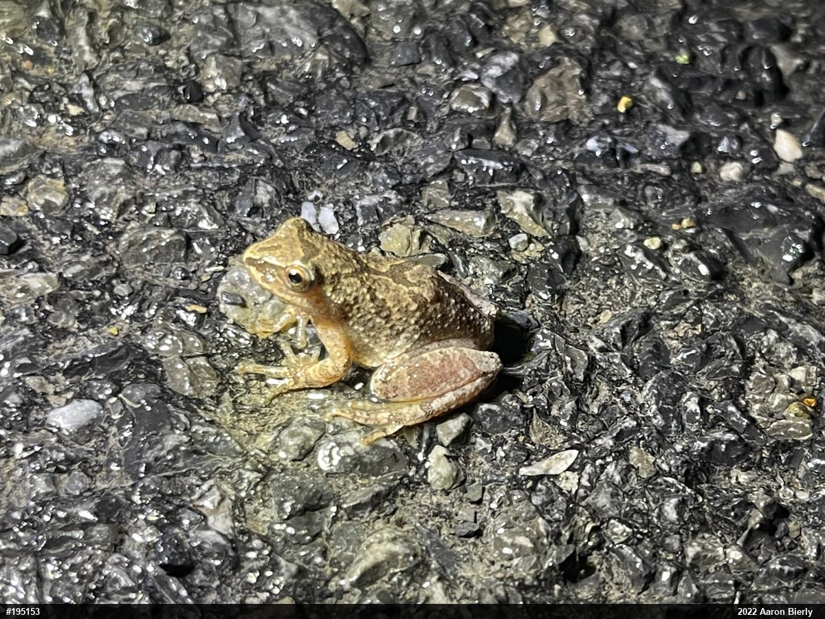 Spring Peeper