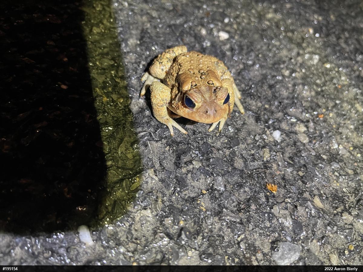 Eastern American Toad