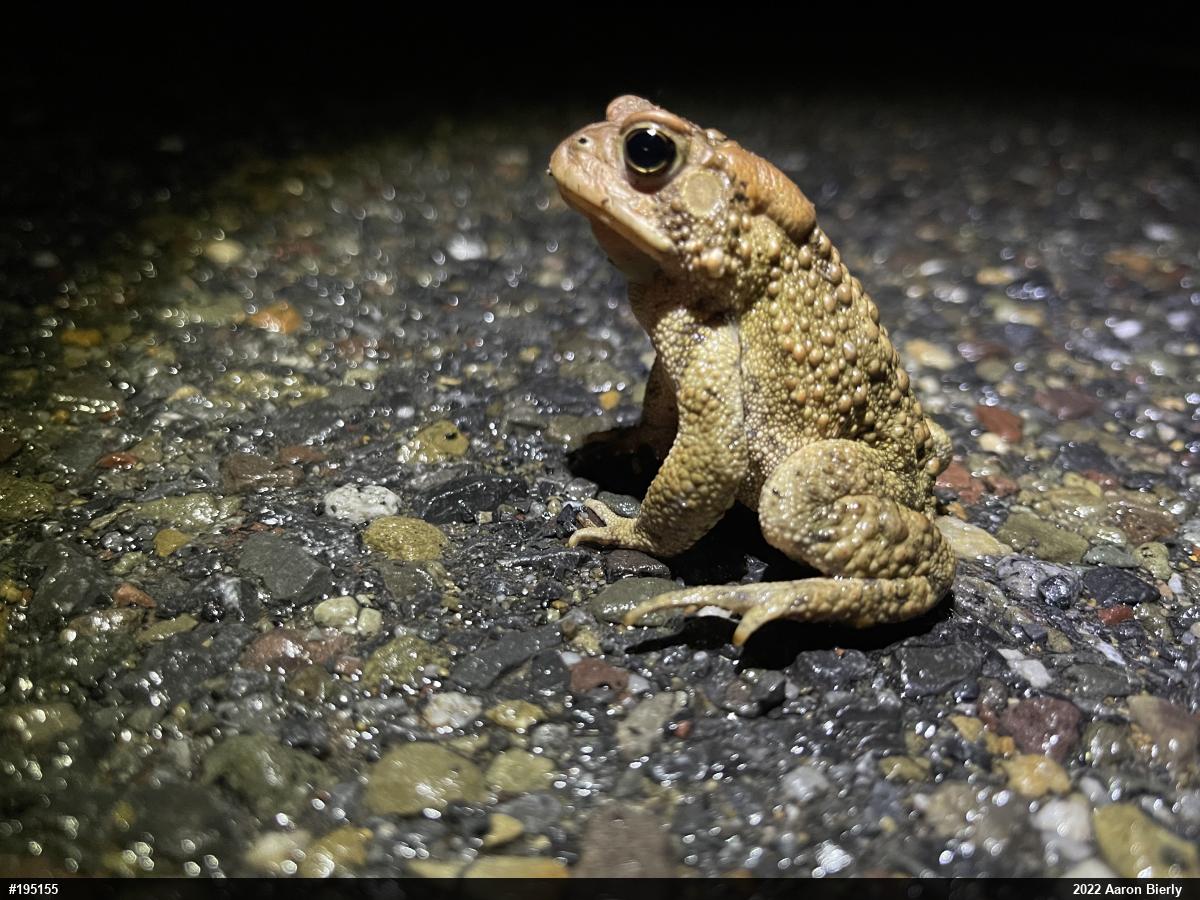 Eastern American Toad
