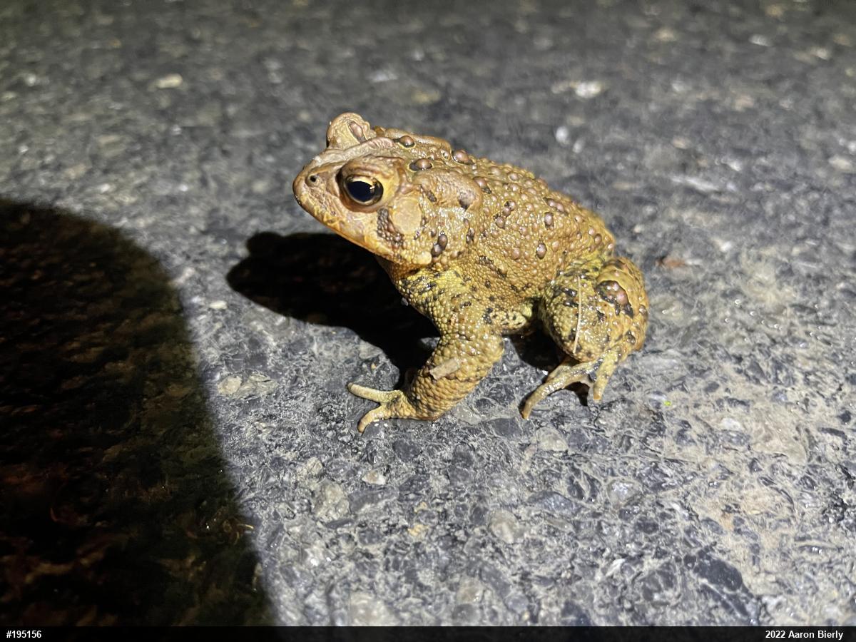 Eastern American Toad