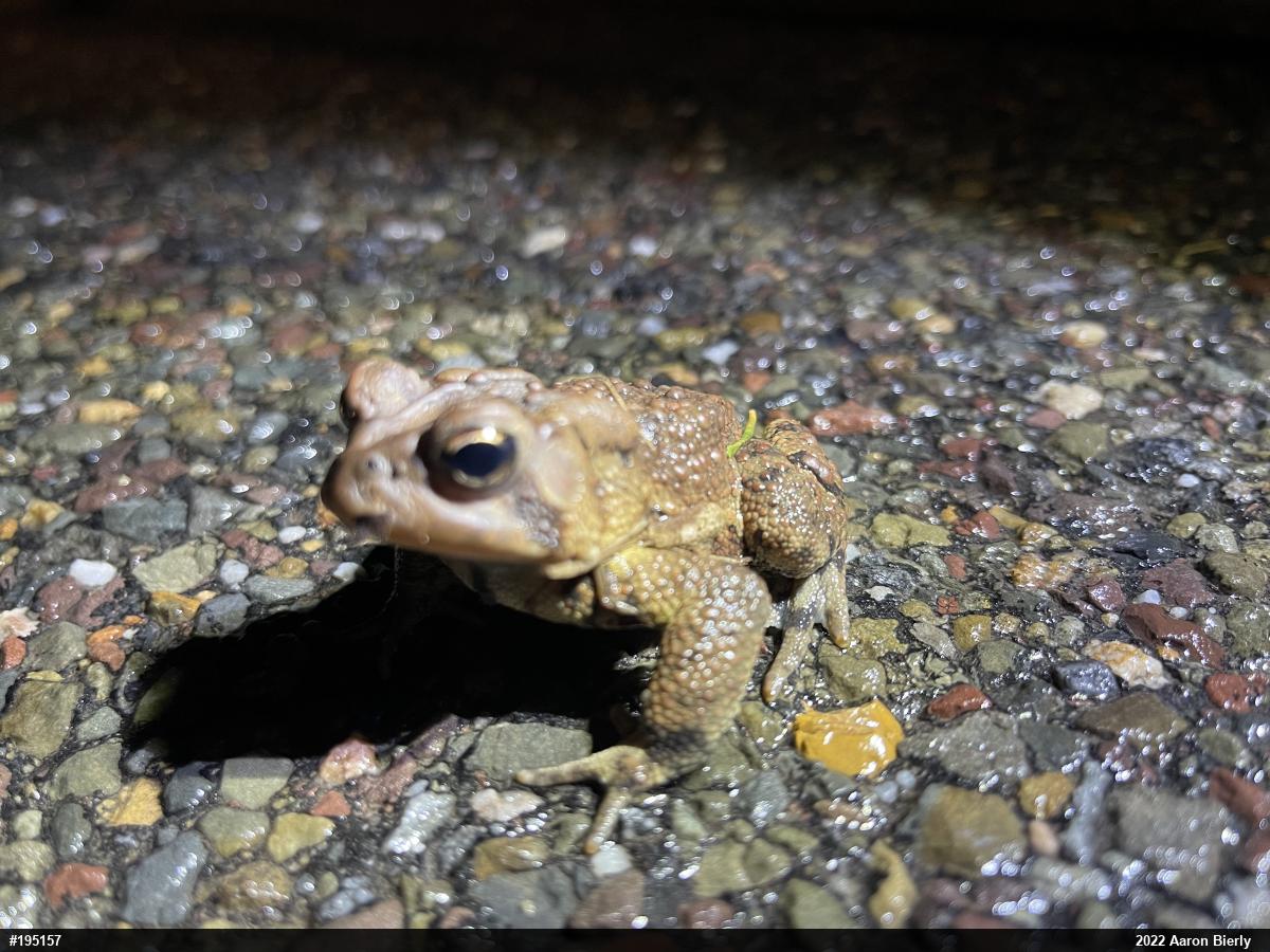 Eastern American Toad
