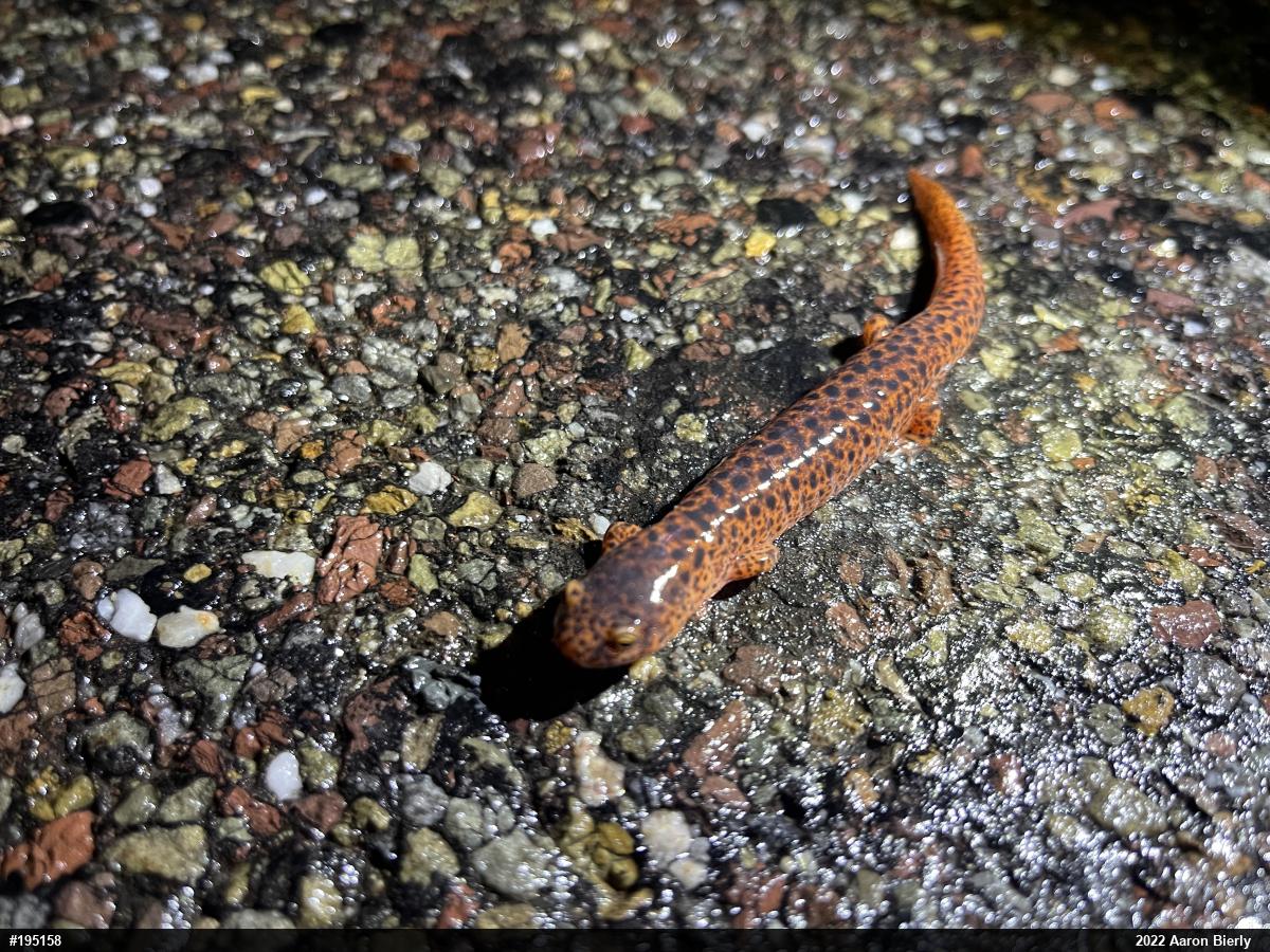 Northern Red Salamander