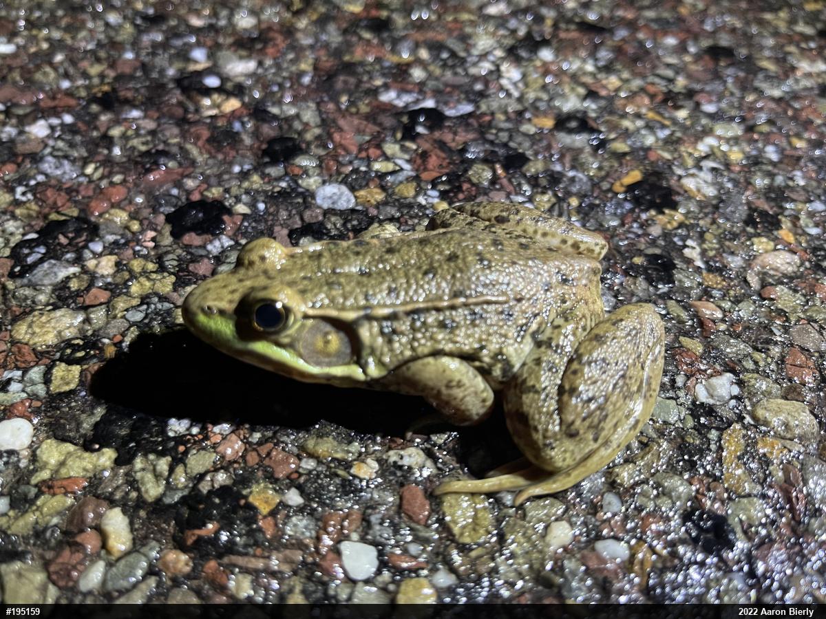 Green Frog