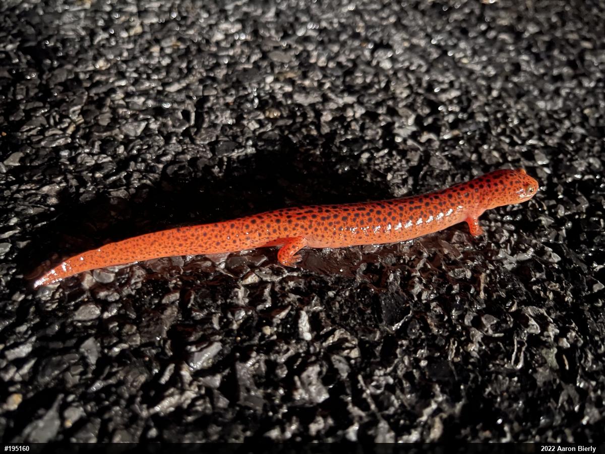 Northern Red Salamander