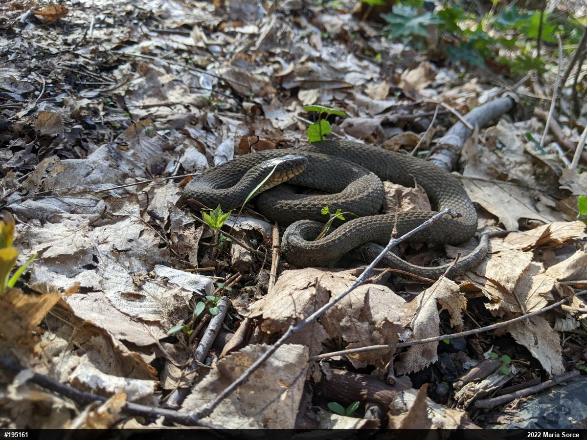 Northern Watersnake