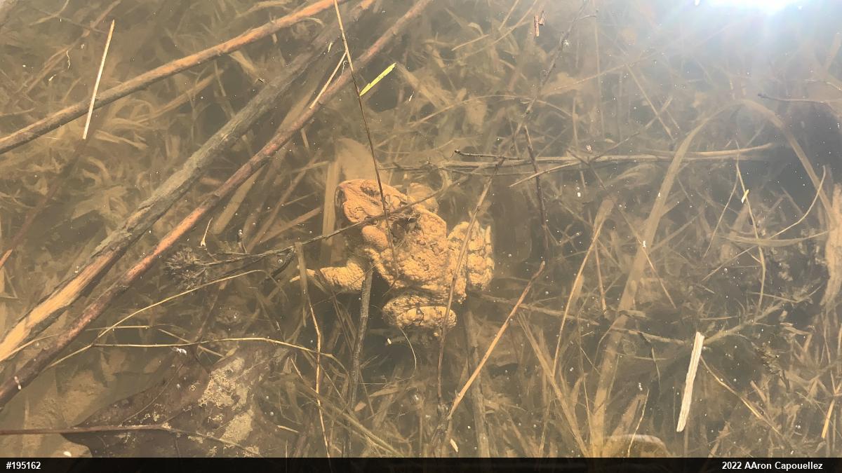 Eastern American Toad