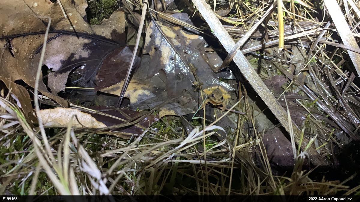Spring Peeper