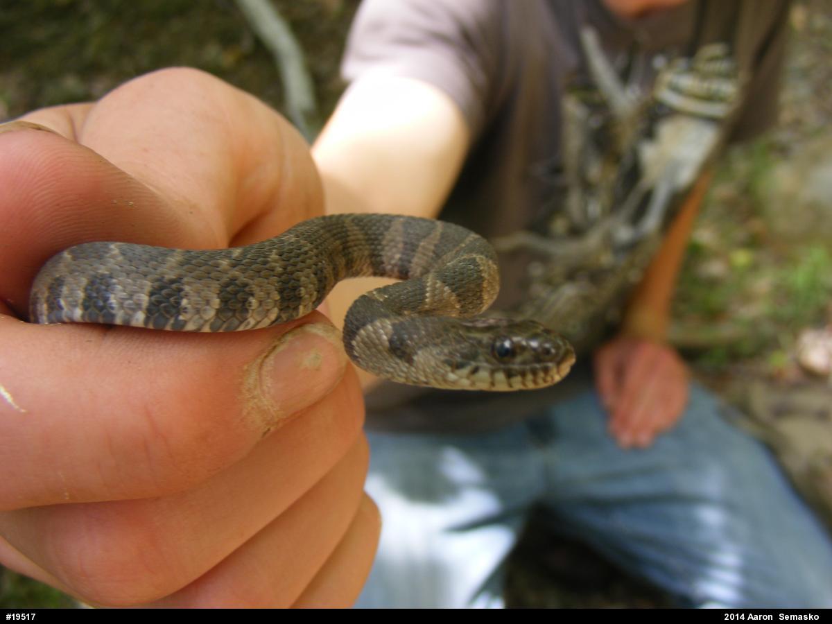Northern Watersnake