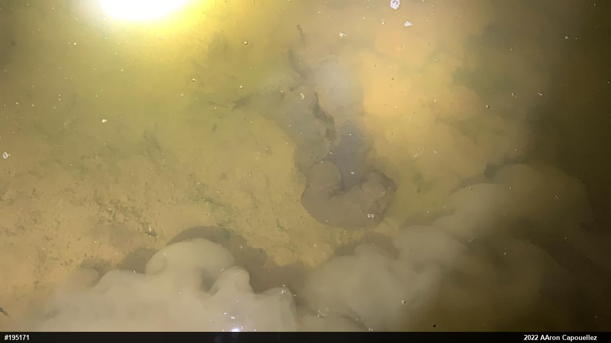 Spotted Salamander